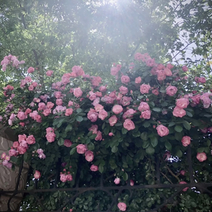 男女做爱喝奶视频在线观看
